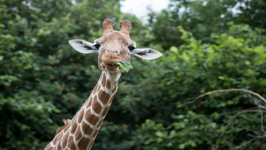 ZSL Whipsnade Zoo | Family Saver Ticket Offer - Save up to 30% on selected tickets