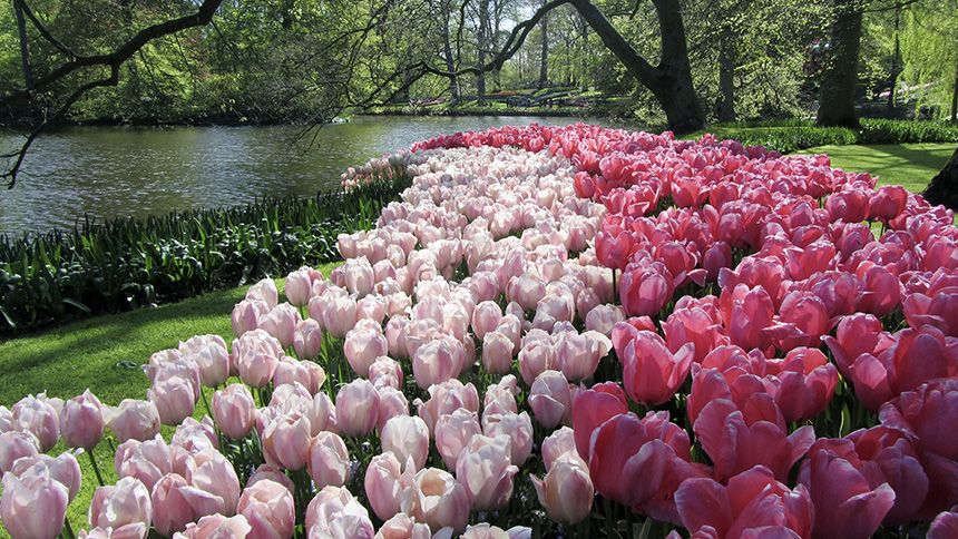 DutchGrown flower bulbs - 15% NHS discount