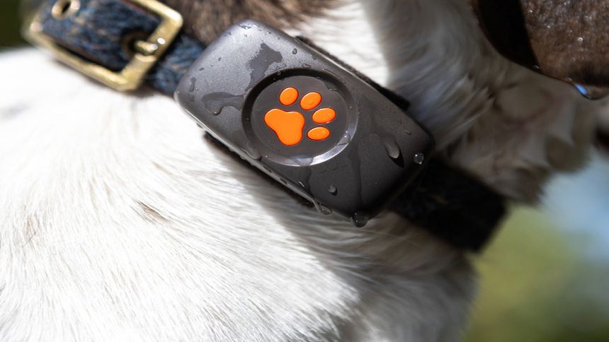 GPS Dog Trackers & Activity Monitors - 10% NHS discount