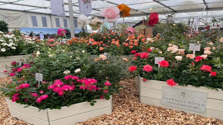 Harkness Roses - 15% NHS discount