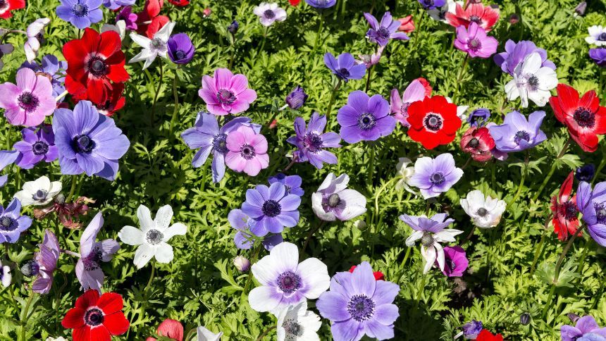 Quality Plants, Seeds  & Bulbs - 12% off when you spend £50 or more